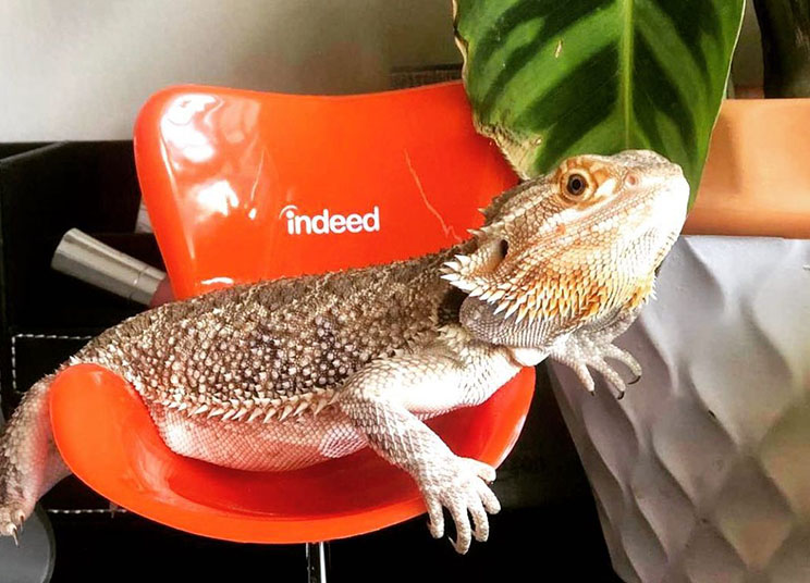 Lizard on an Indeed branded orange chair